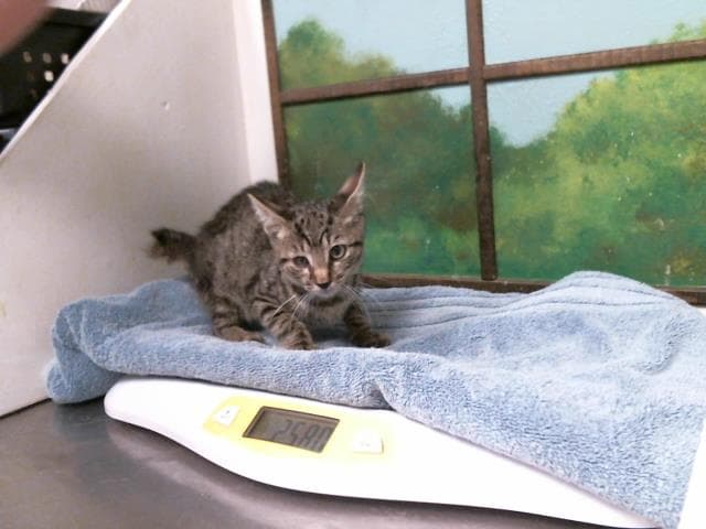 Mikael - Domestic Short Hair