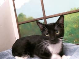 Sox image 1