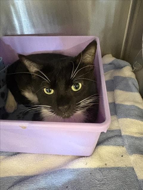 Sox - Domestic Short Hair