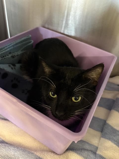 Sox - Domestic Short Hair