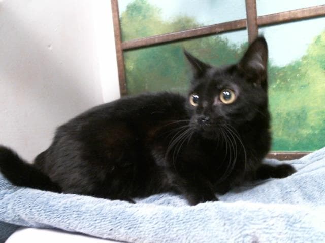 Anastasia - Domestic Short Hair