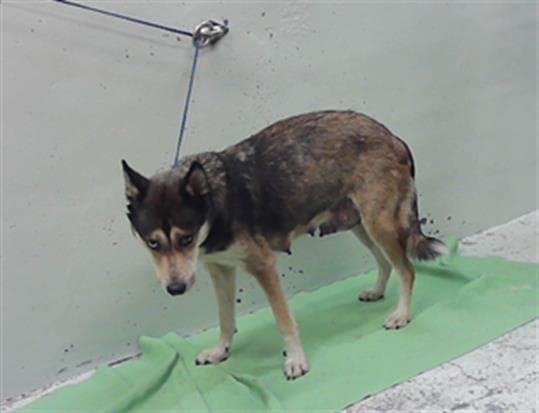 Unknown - Siberian Husky