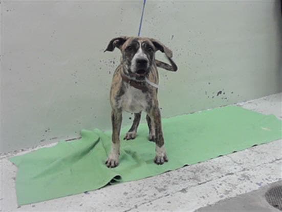 Unknown - Staffordshire Bull Terrier