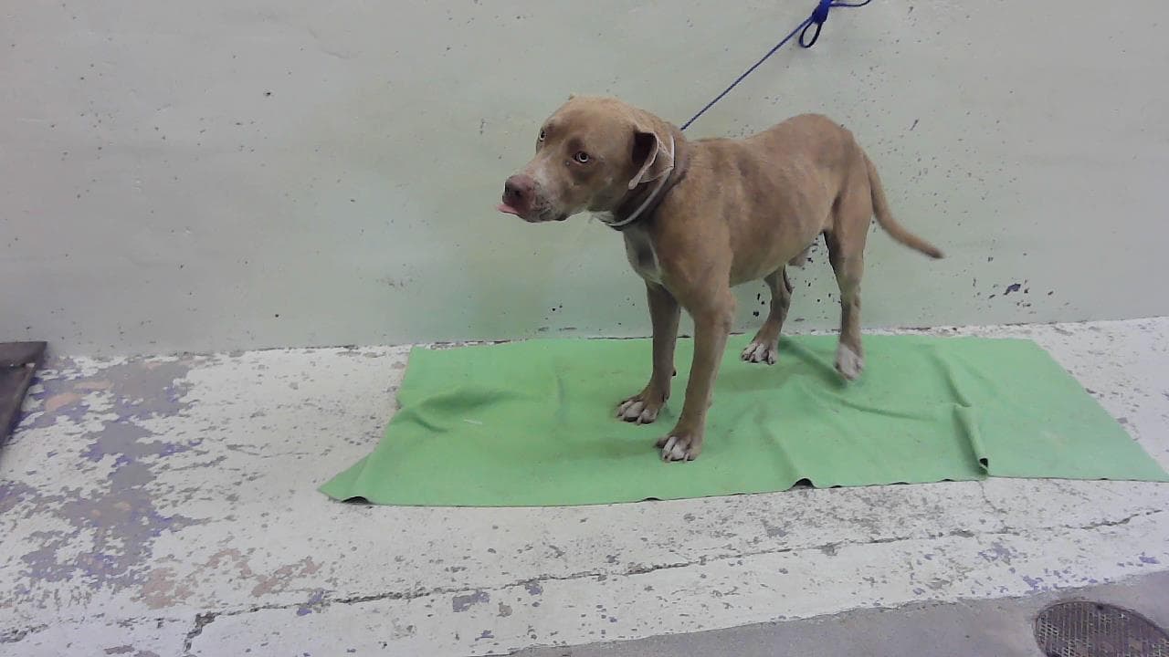Davino - Staffordshire Bull Terrier