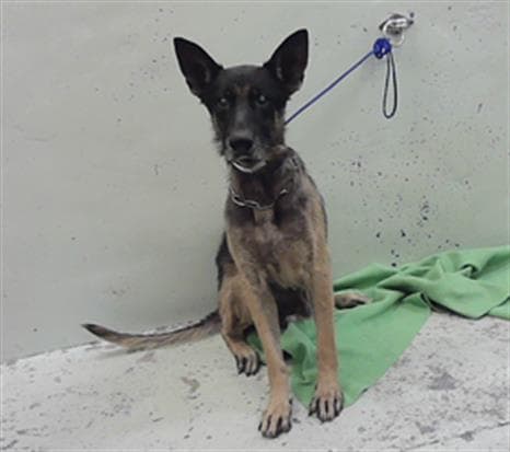 Unknown - German Shepherd Dog