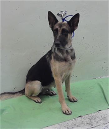 Unknown - German Shepherd Dog