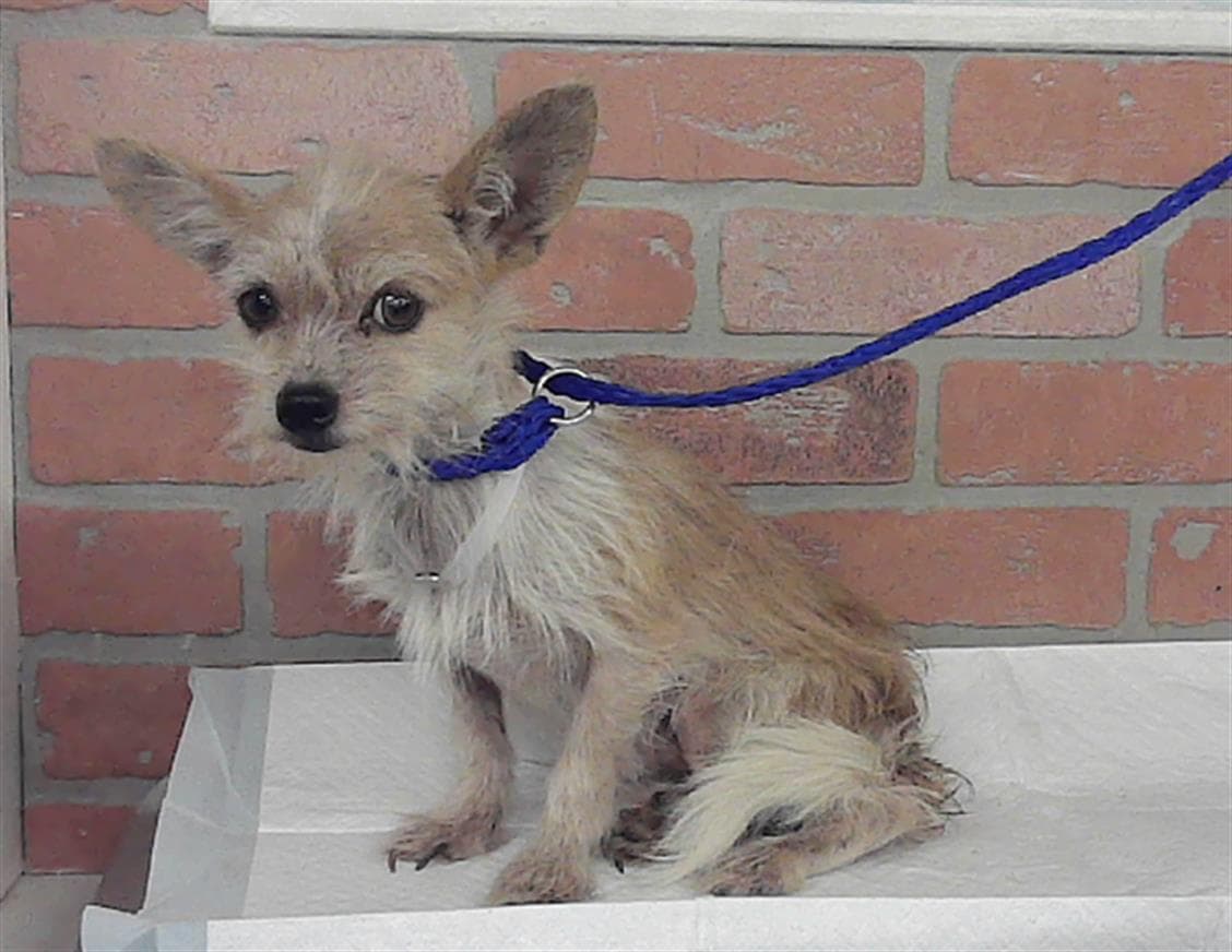 Unknown - Chihuahua