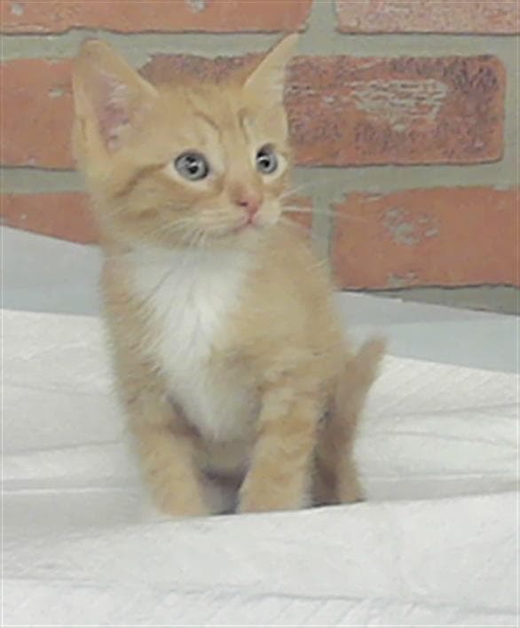 Peanuts - Domestic Short Hair