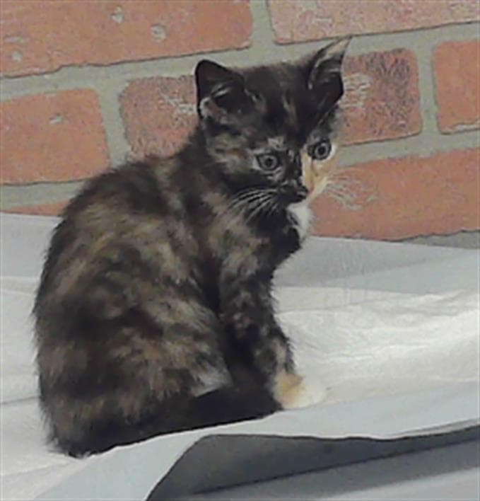 Butter Rum - American Shorthair
