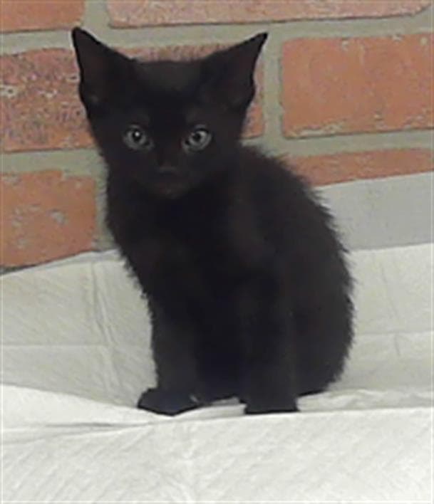 Rambo - Domestic Short Hair