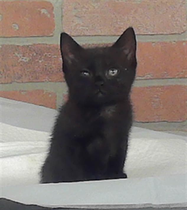 Trouble - Domestic Short Hair