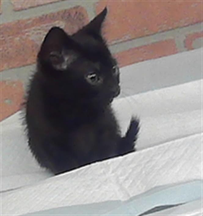 Double - Domestic Short Hair