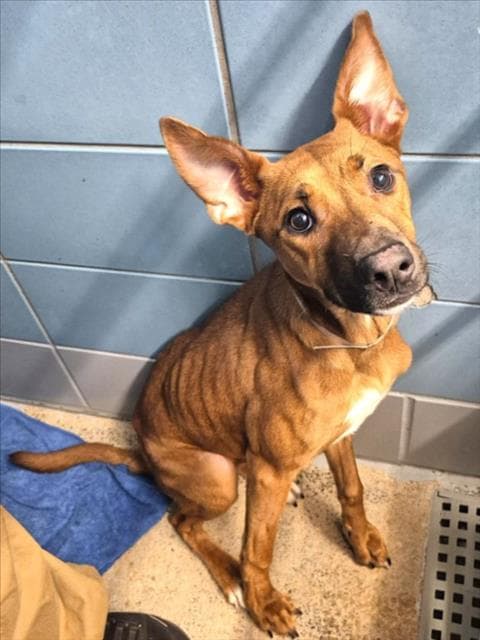 Unknown - Staffordshire Bull Terrier