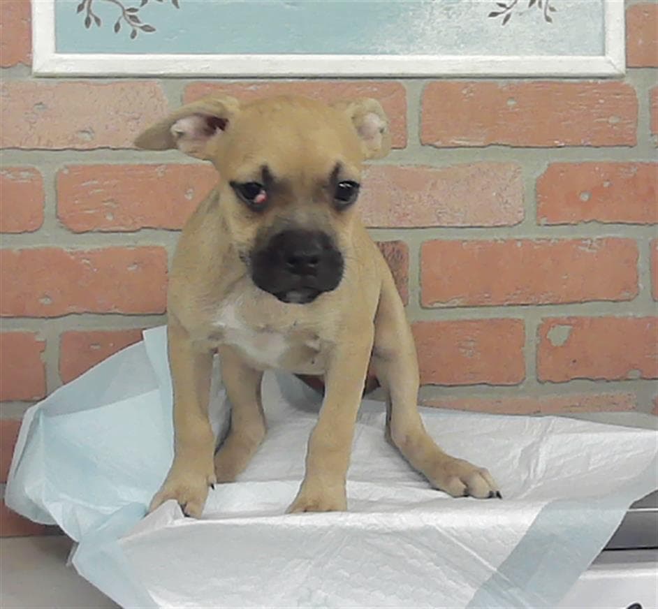 Eleanor - Staffordshire Bull Terrier