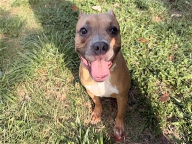 Mimi - Staffordshire Bull Terrier
