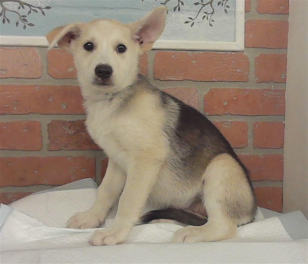 Unknown - Siberian Husky