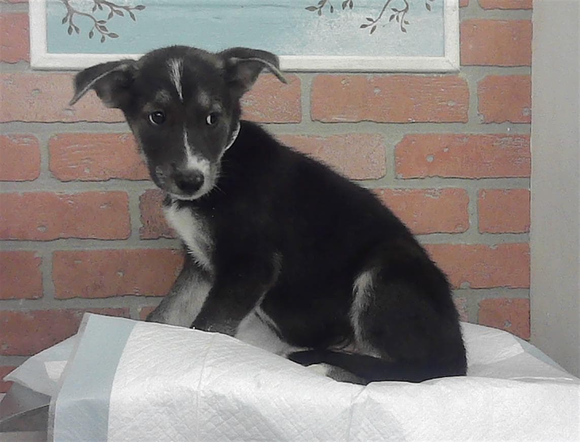 Unknown - Siberian Husky