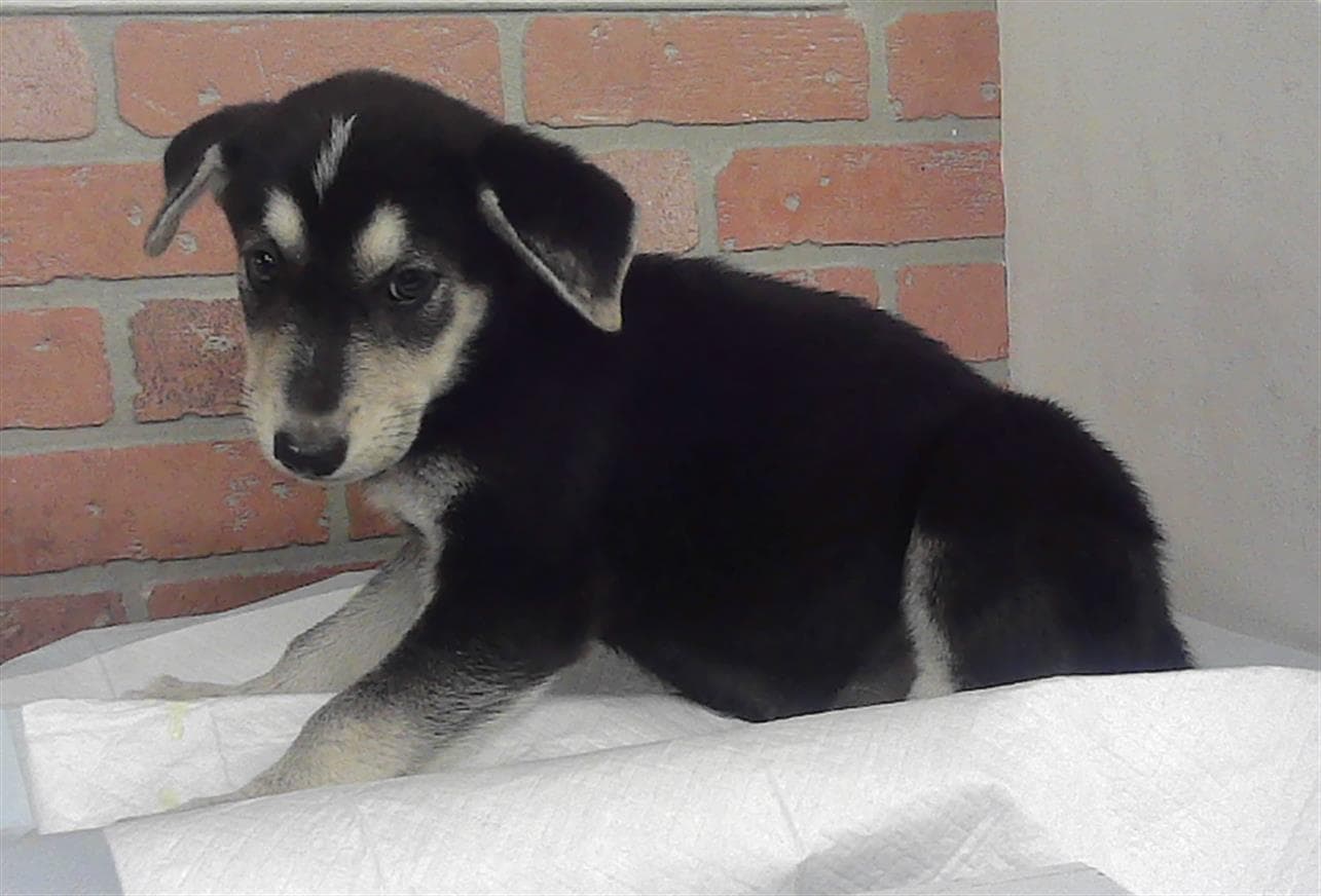 Unknown - Siberian Husky