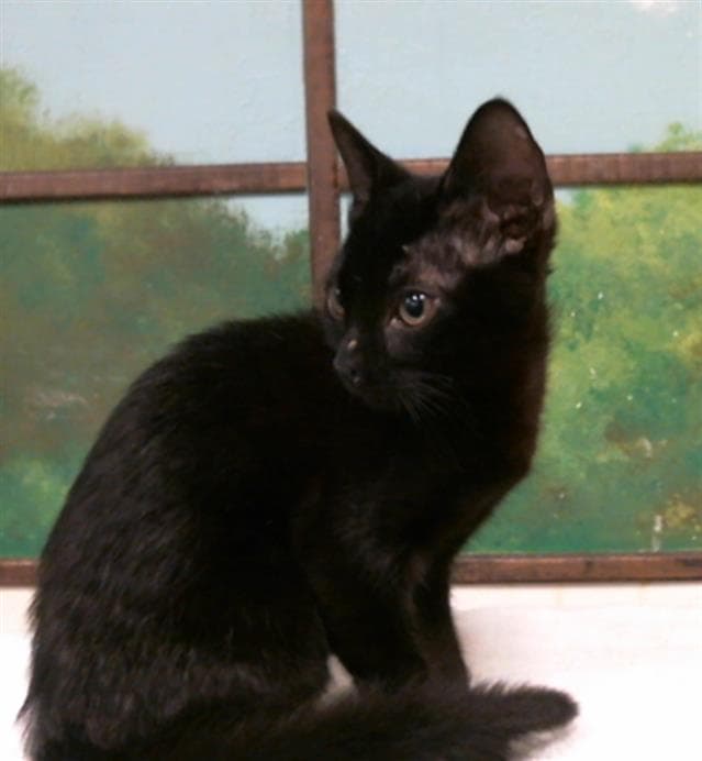 Unknown - Domestic Short Hair
