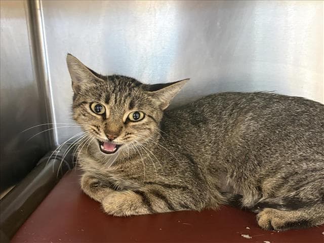 Marmee - Domestic Short Hair