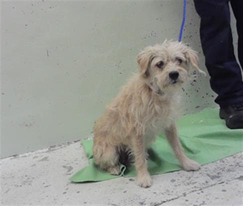 Dash - Havanese
