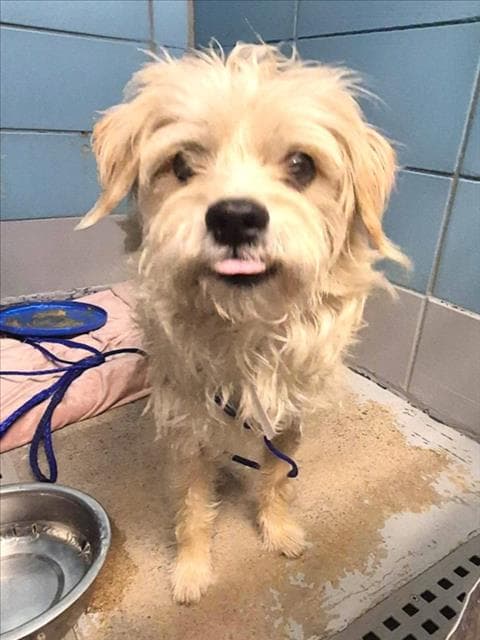 Dash - Havanese