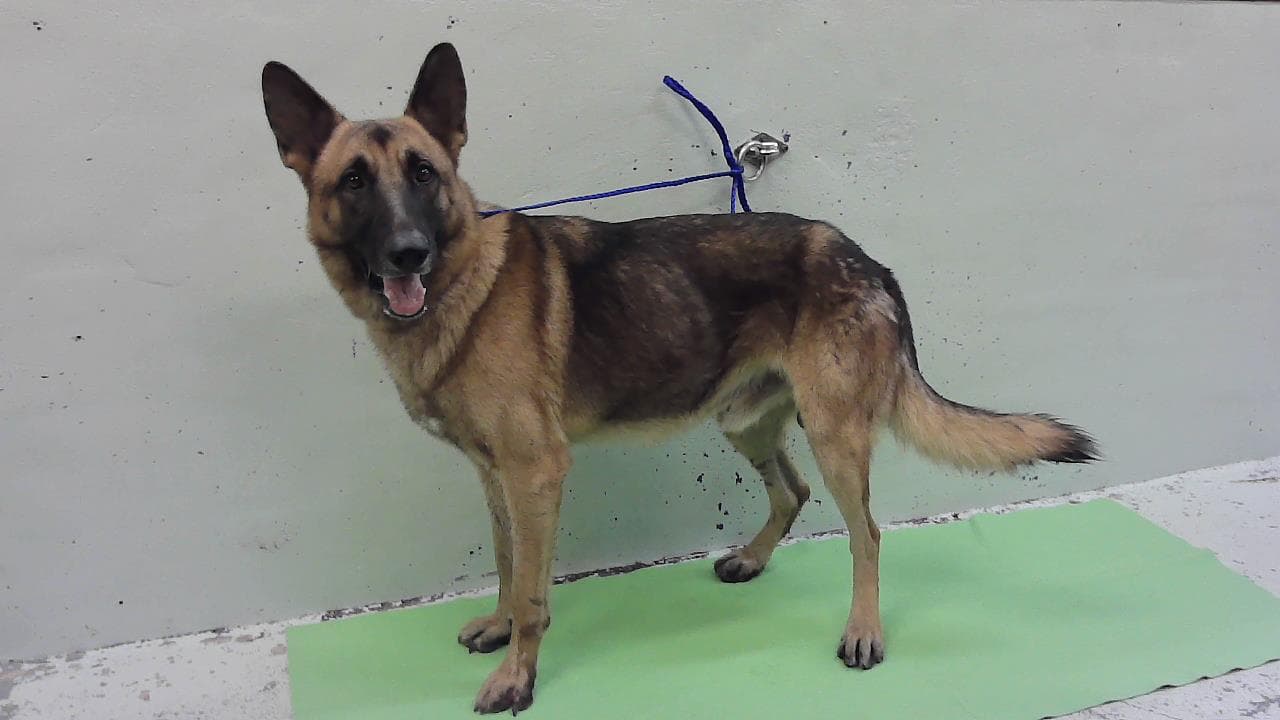 Rolo - German Shepherd Dog