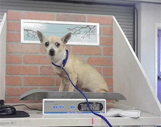 Minnie - Chihuahua