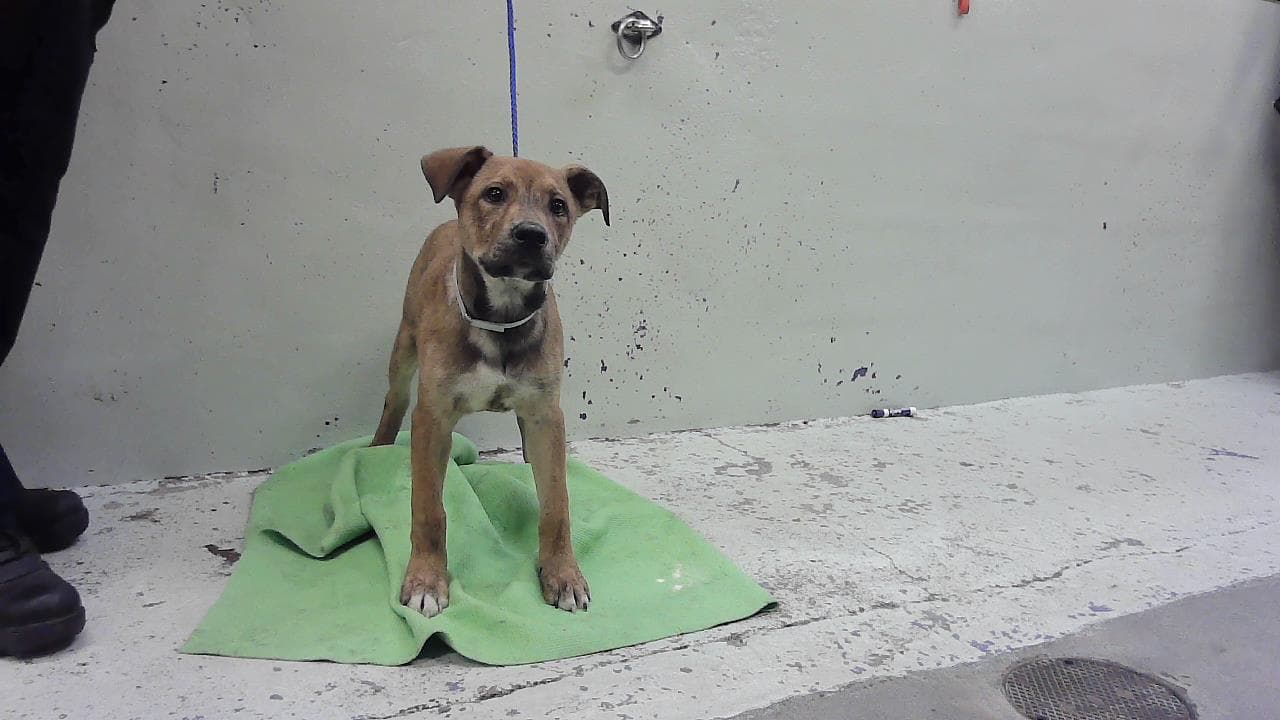 Yukon - Staffordshire Bull Terrier