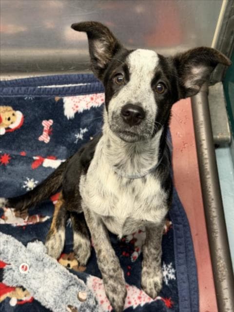 Love - Australian Cattle Dog/Blue Heeler
