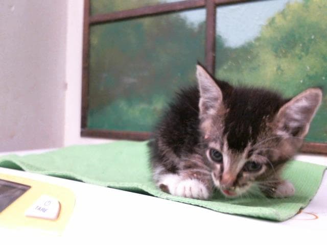 Unknown - Domestic Short Hair
