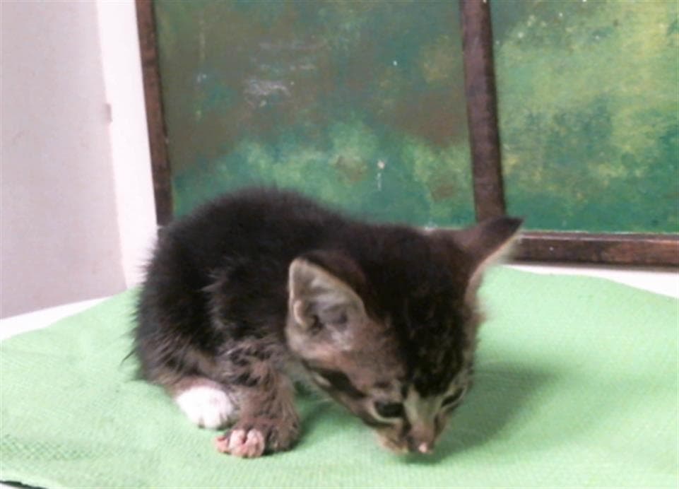 Unknown - Domestic Short Hair