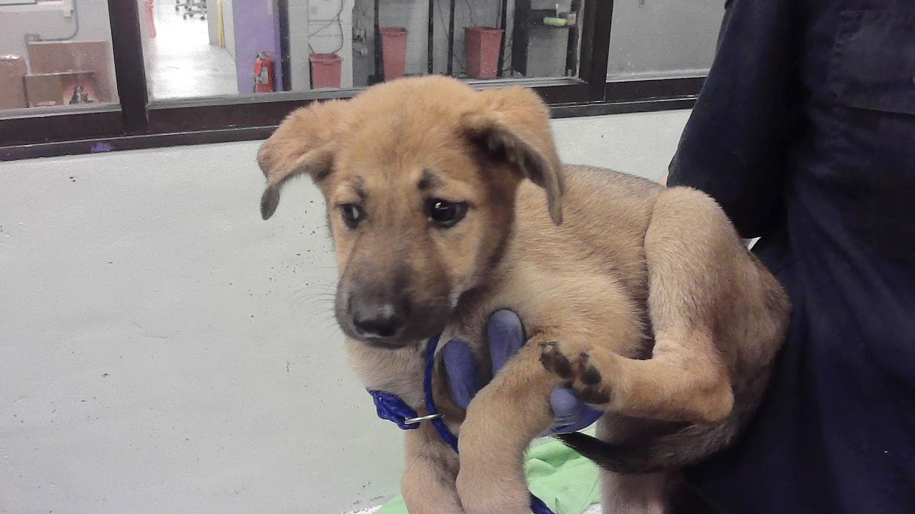 Unknown - German Shepherd Dog