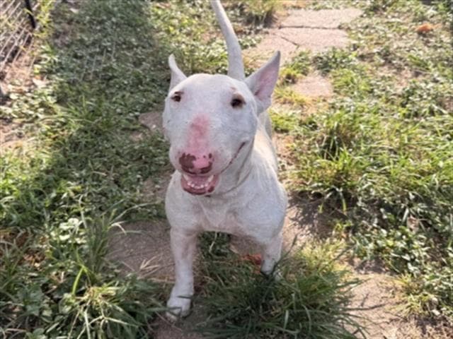 Unknown - Bull Terrier