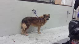 Shayla image 1