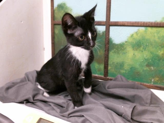 Bishop - Domestic Short Hair