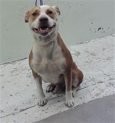 Benny - Staffordshire Bull Terrier