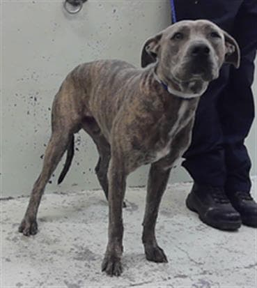 Ryder - Staffordshire Bull Terrier