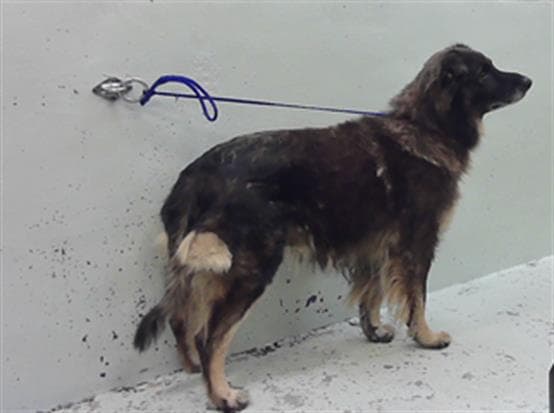 Brock - German Shepherd Dog
