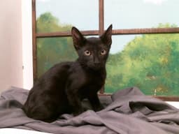 Missie image 1