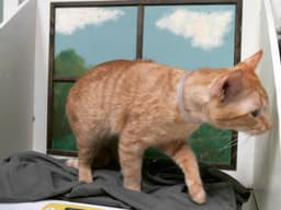Garfield image 1