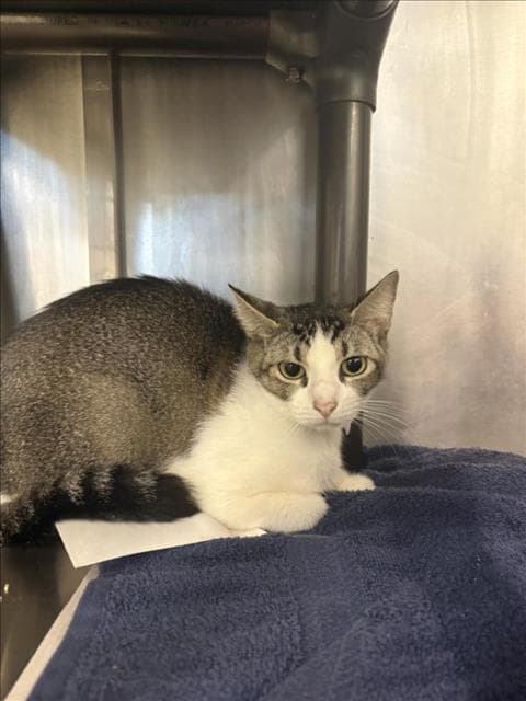 Two Piece - Domestic Short Hair