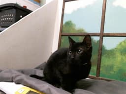 Reggie image 1