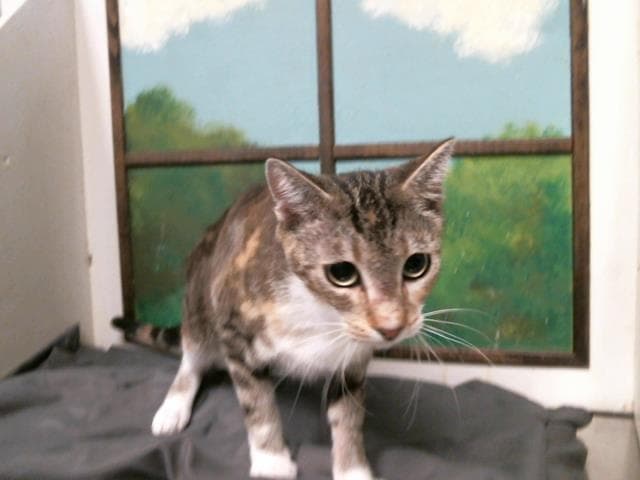 Unknown - Domestic Short Hair