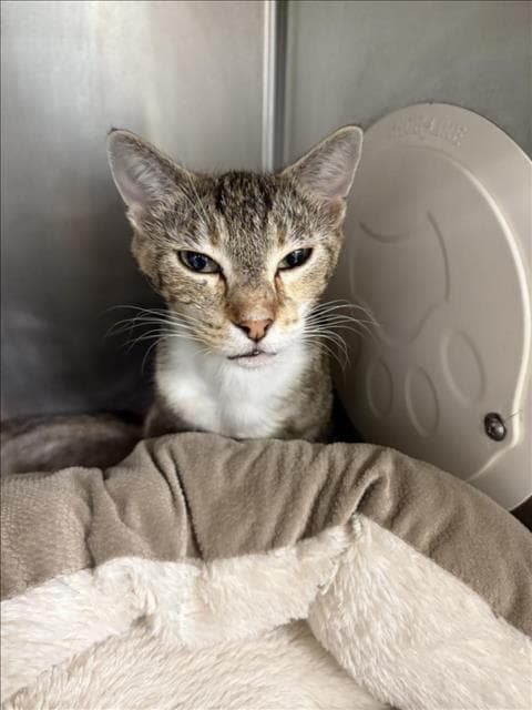 Unknown - Domestic Short Hair