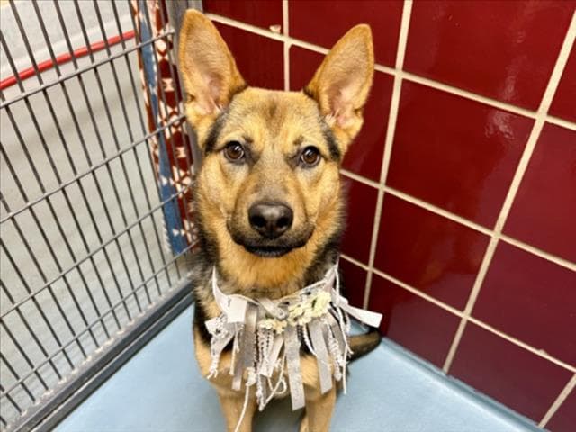 Sky - German Shepherd Dog