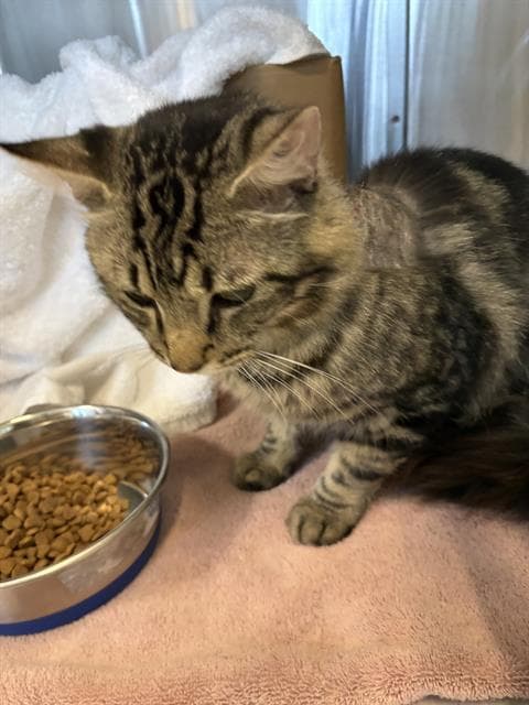 Teddy - Domestic Medium Hair