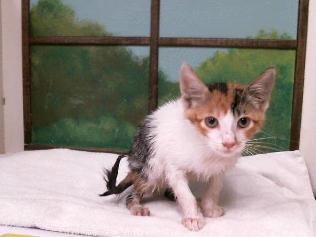 Unknown - Domestic Short Hair