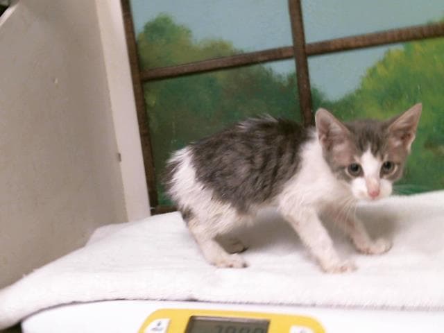 Unknown - Domestic Short Hair
