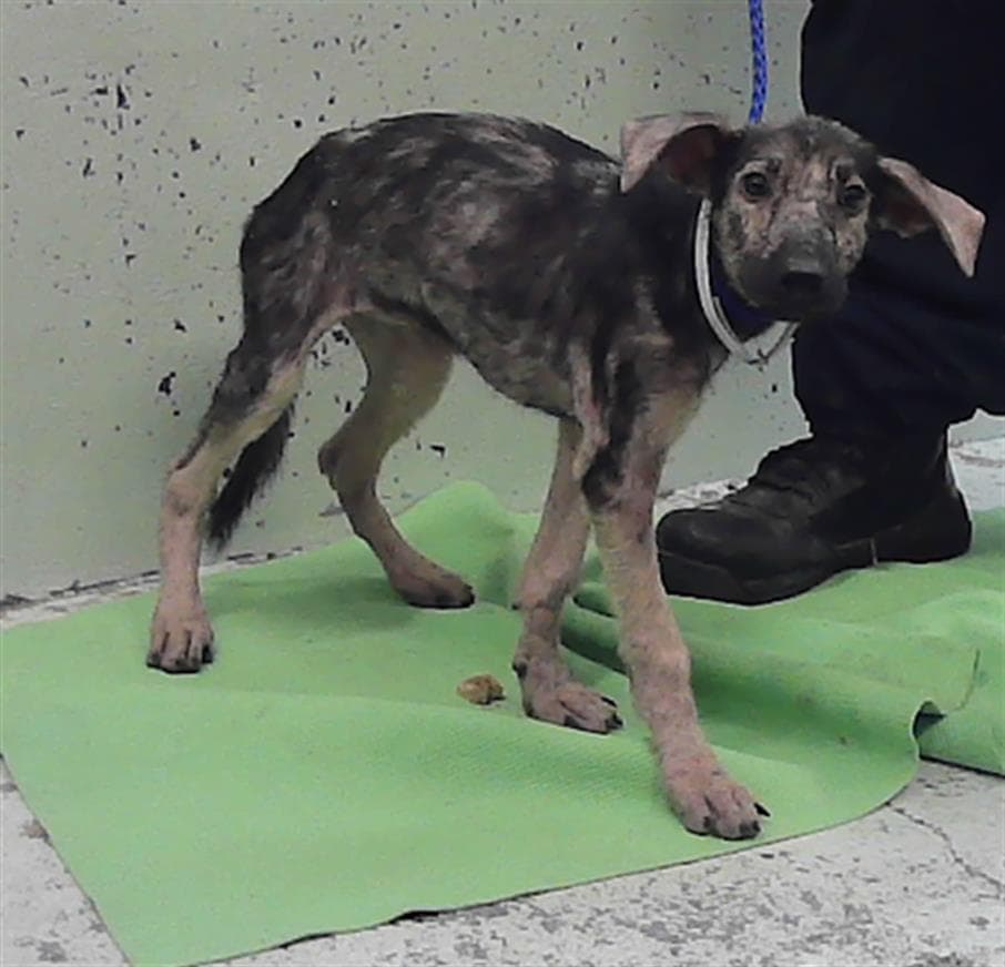 Unknown - German Shepherd Dog